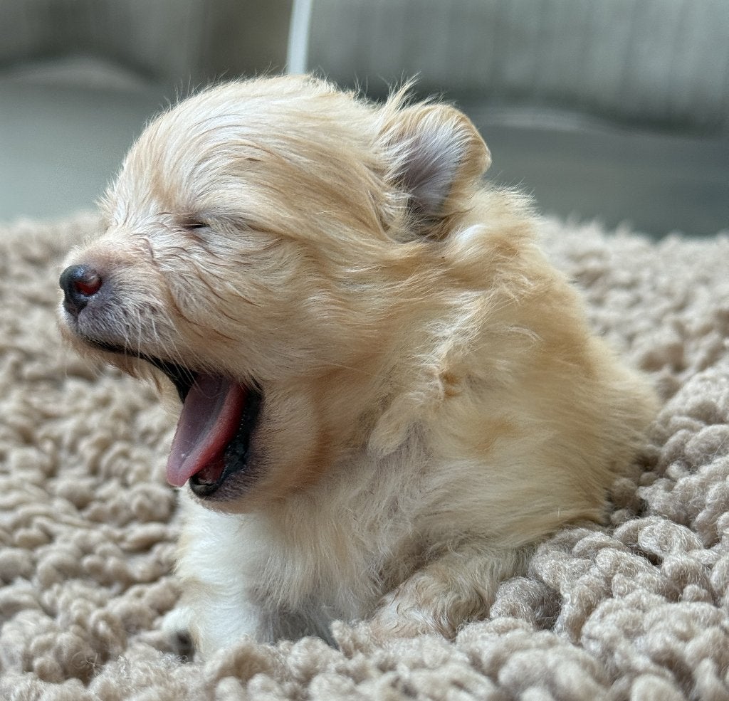 DWERGKEES/POMERIAAN PUPS, Keeshond, CDV (hondenziekte), 8 tot 15 weken, Meerdere
