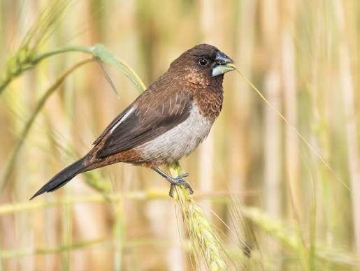 bronzeman spitsstaart (L. striata swinhooei), Dieren en Toebehoren, Meerdere dieren, Tropenvogel, Geringd