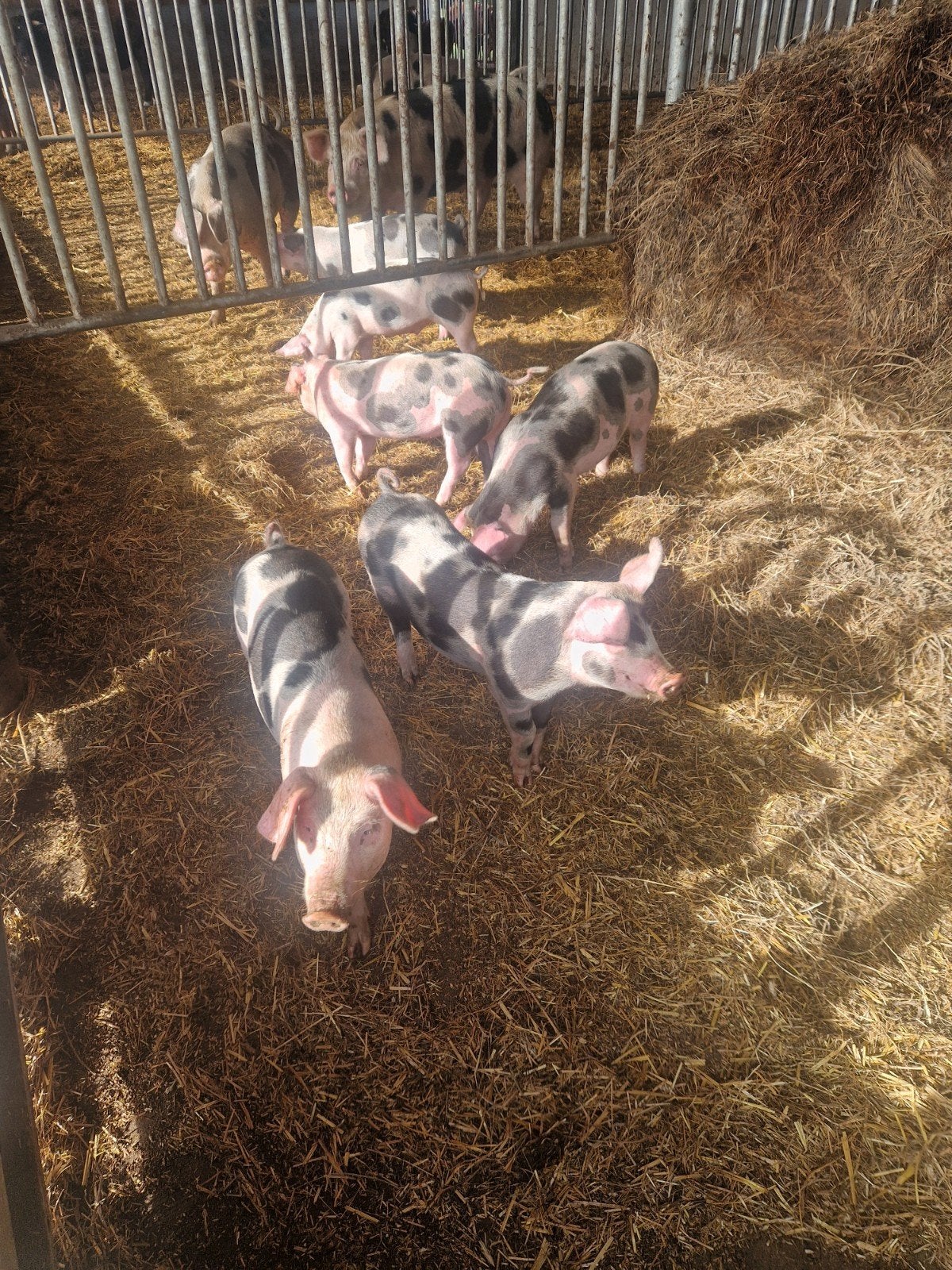 Bonte Bentheimer varkens, Meerdere dieren