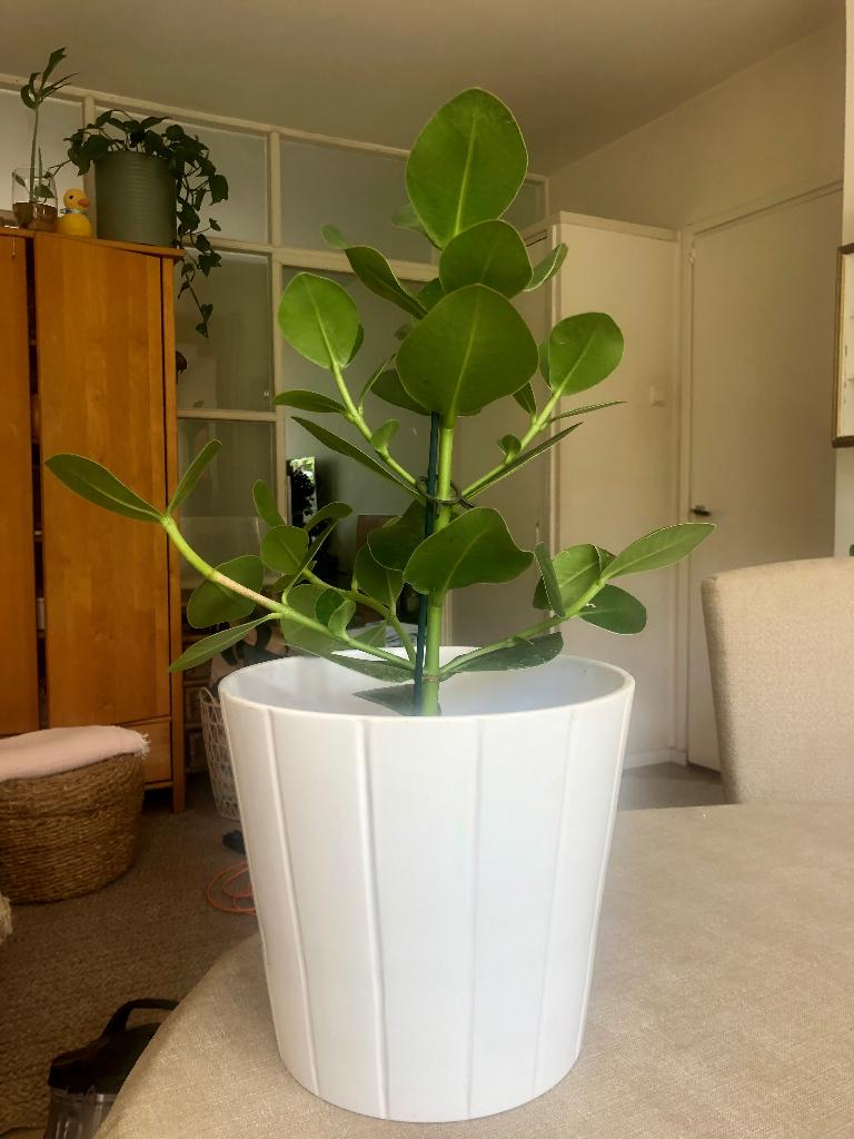 Clusia in witte stenen bloempot, Ophalen of Verzenden, In pot, Halfschaduw, Minder dan 100 cm