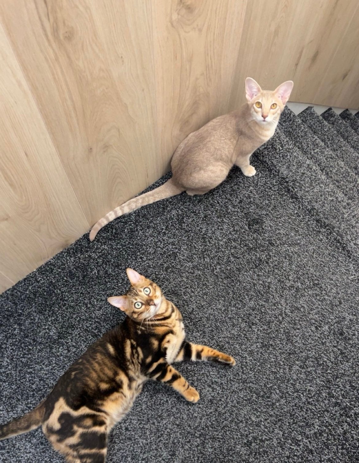 Bengaal&oosterse korthaar zoeken samen een liefdevol thuis ️