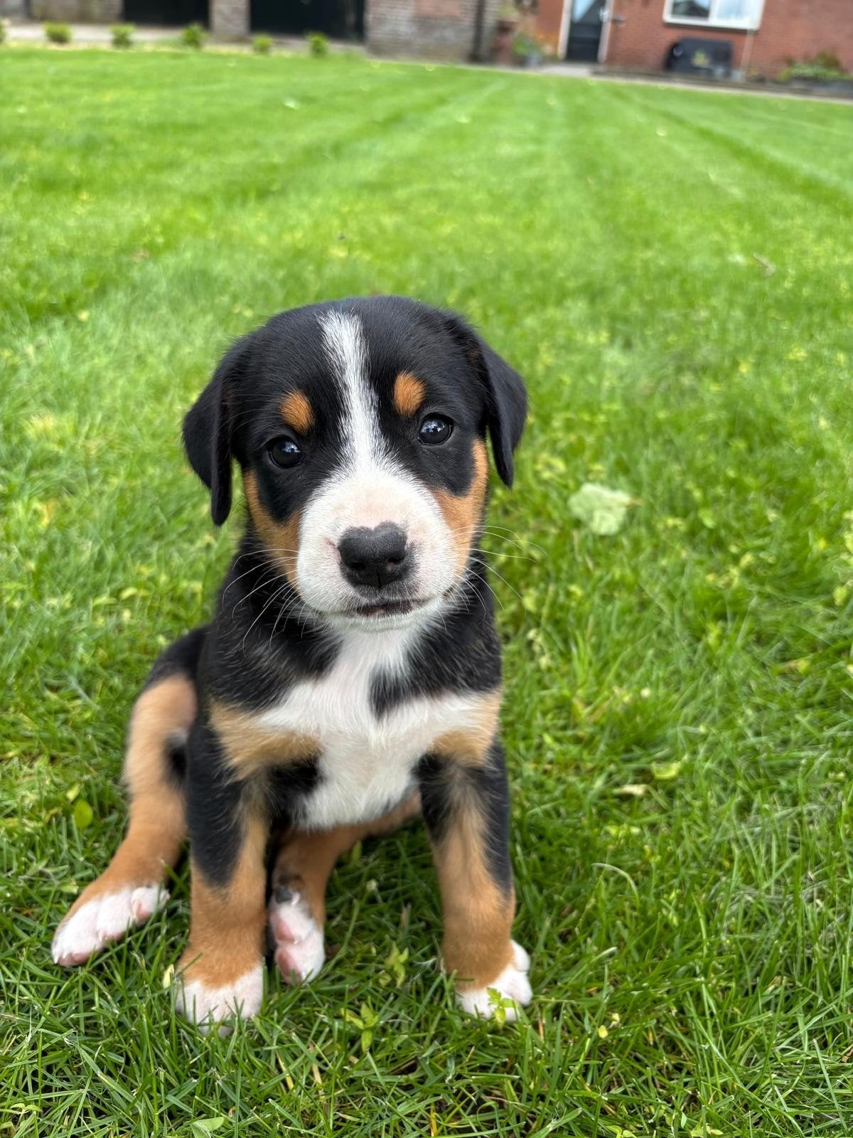 Superlieve, mooie Grote Zwitserse Sennen pups, Parvo, Meerdere, Meerdere dieren, Nederland