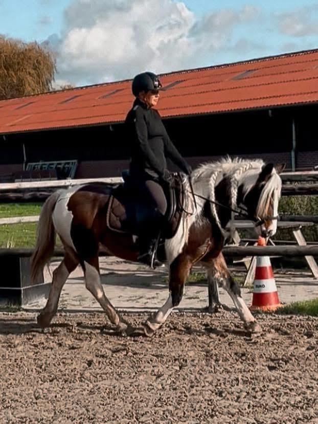 Verzorgster gezocht! Hensbroek, Dieren en Toebehoren, Paarden en Pony's | Overige Paardenspullen, Ophalen of Verzenden