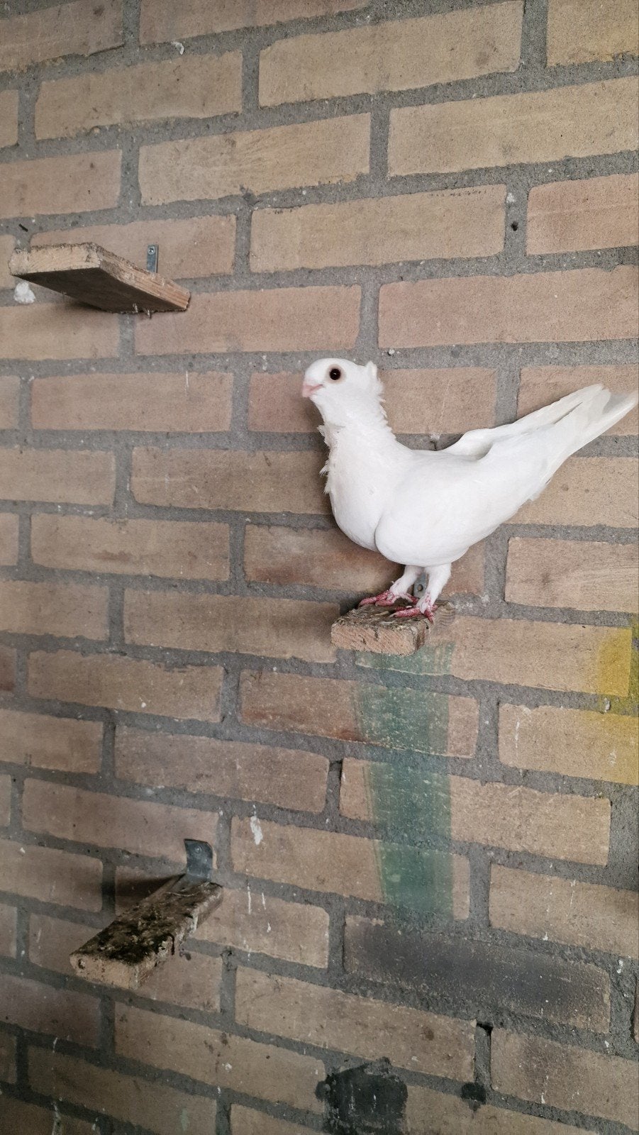 Duif oosterse meeuw, Dieren en Toebehoren, Vrouwelijk, Kropper