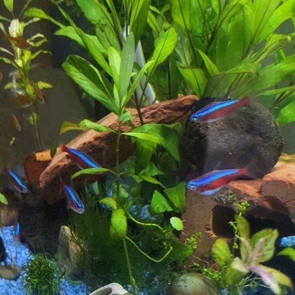 6 x Neon tetra voor €3 afhalen in Nunspeet., Dieren en Toebehoren, Vis, Schoolvis
