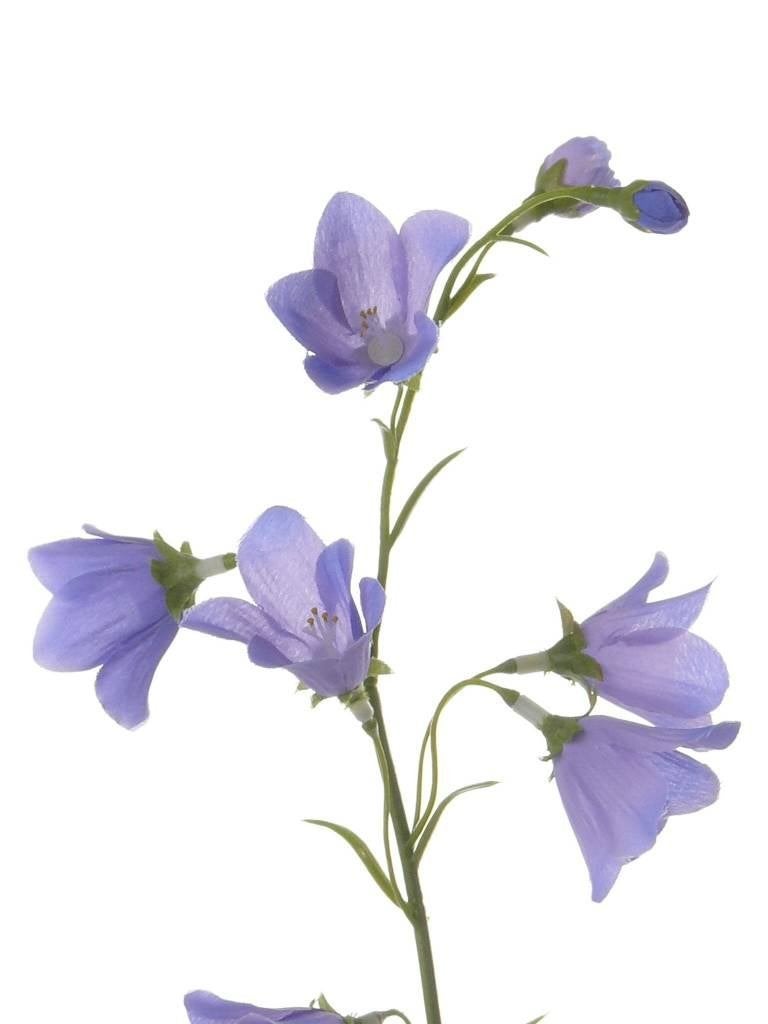 KLOKJES BLOEM - CAMPANULA - TOP ART, Ophalen of Verzenden, Nieuw