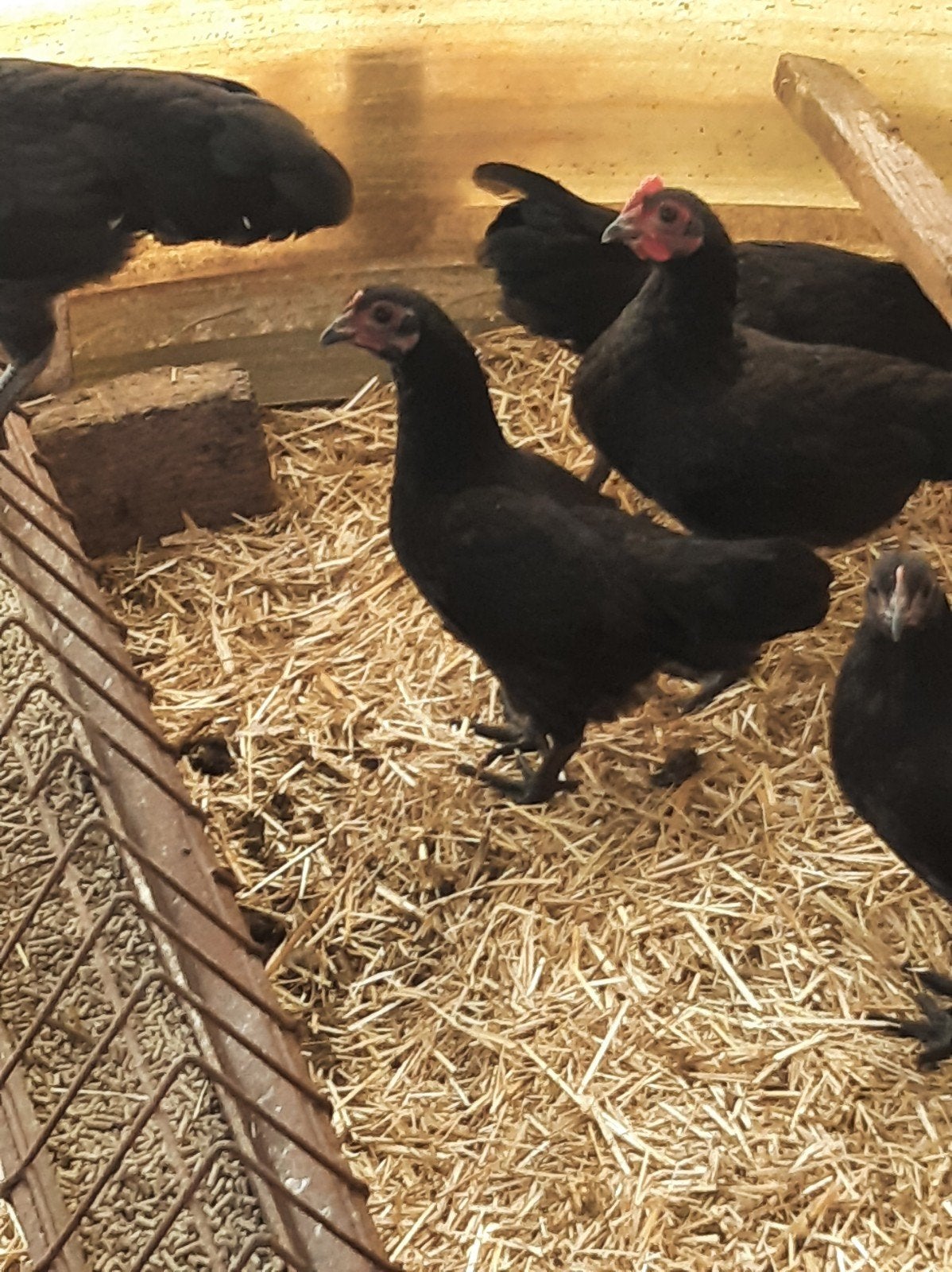 Australorp krielkippen kuikens, Dieren en Toebehoren, Meerdere dieren, Kip