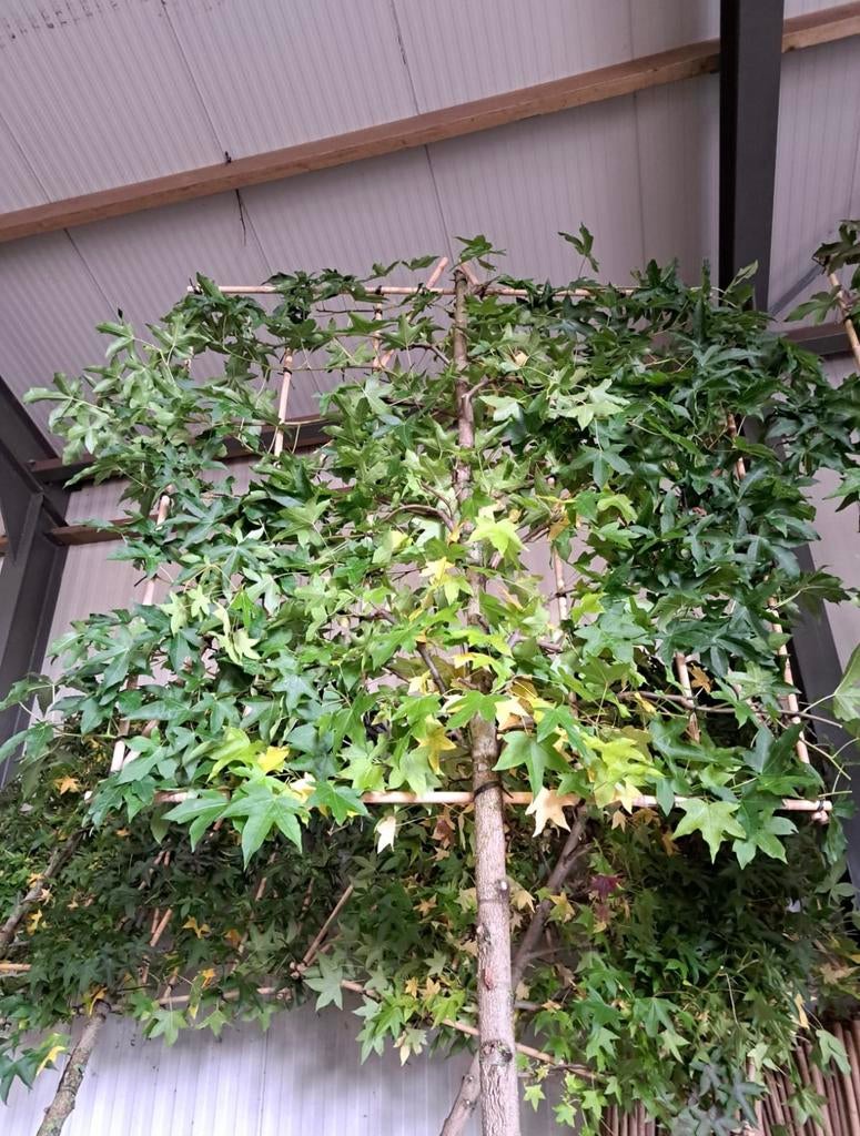 Liquidambar syraciflua , worplesdon leibomen in vele maten, Ophalen of Verzenden, Volle zon, Overige soorten