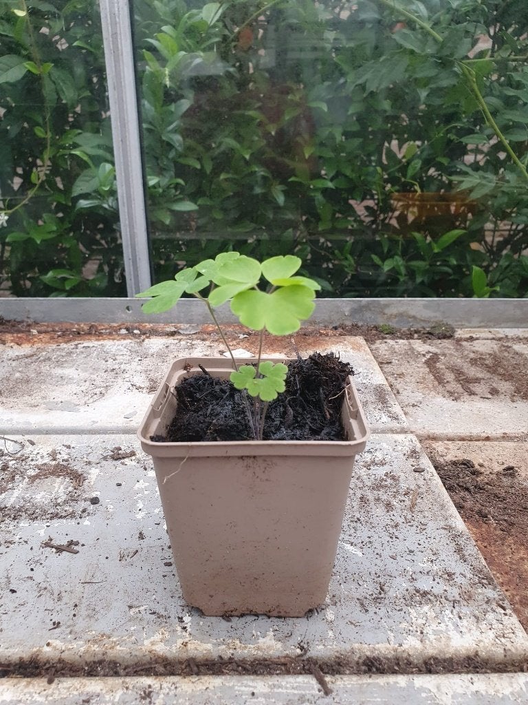 akelei, Volle zon, Vaste plant, Lente, Ophalen