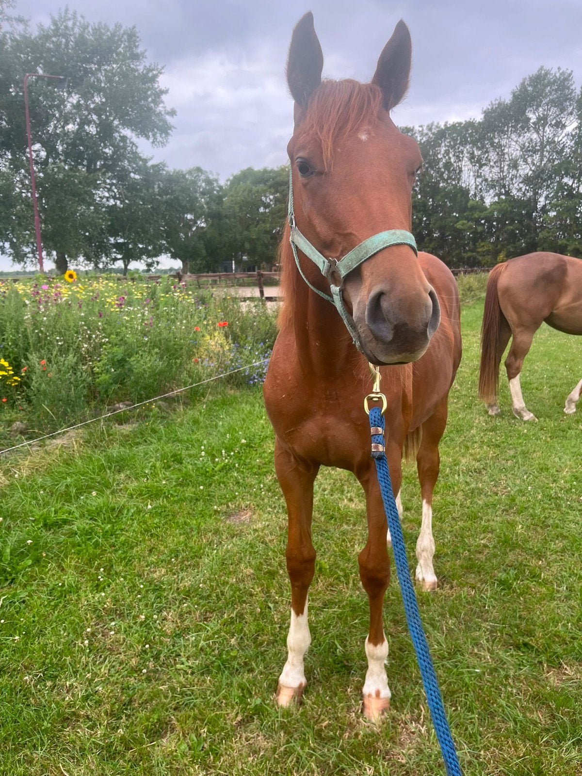 Knappe jaarling hengst, Dieren en Toebehoren, Paarden, Minder dan 160 cm, Niet van toepassing, Dressuurpaard, 0 tot 2 jaar