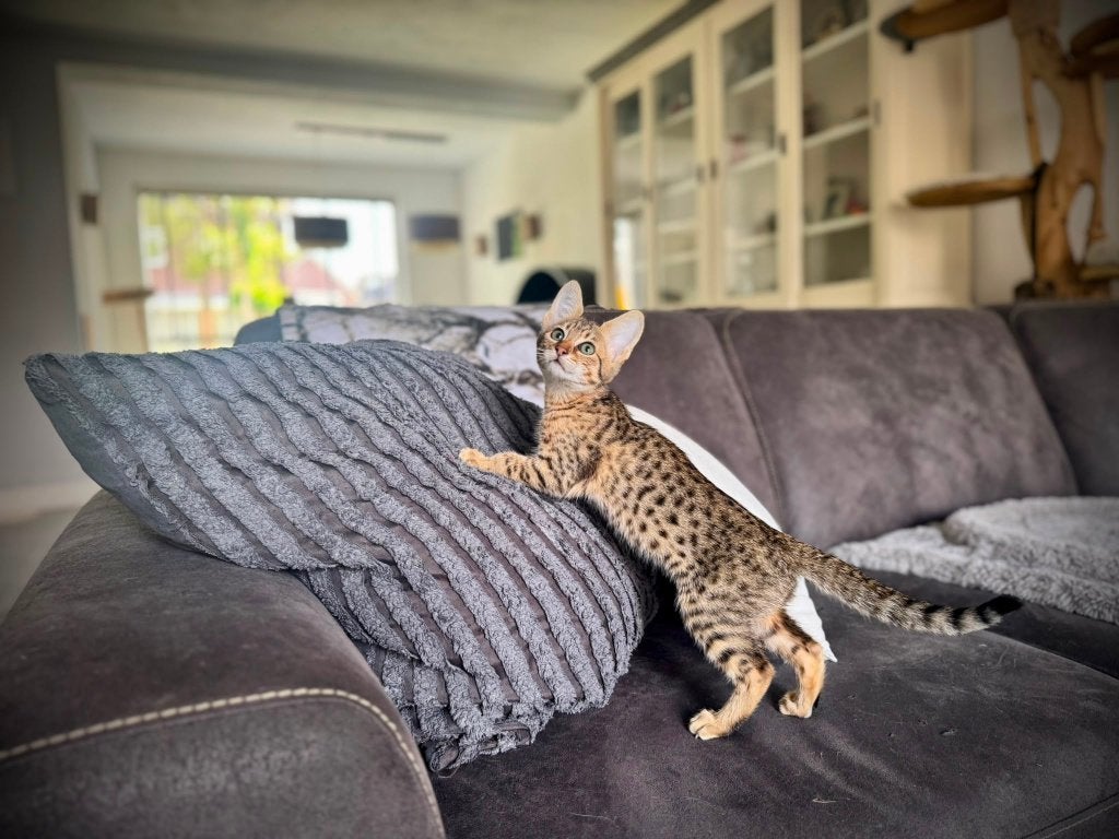 Savannah SBT kittens met stamboom, Poes, Met stamboom, 0 tot 2 jaar