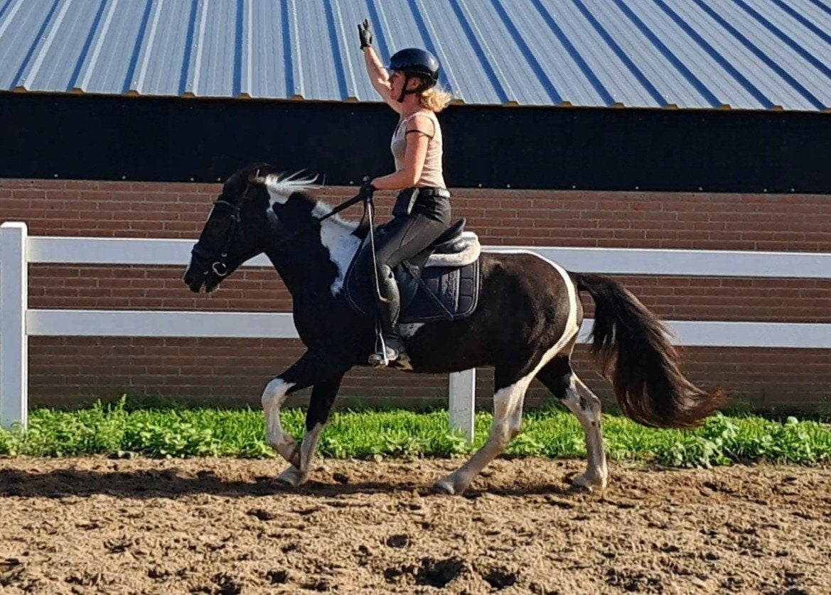Hele lieve brave D pony ruin, Dieren en Toebehoren, Ruin, 3 tot 6 jaar, Gechipt, Recreatiepony