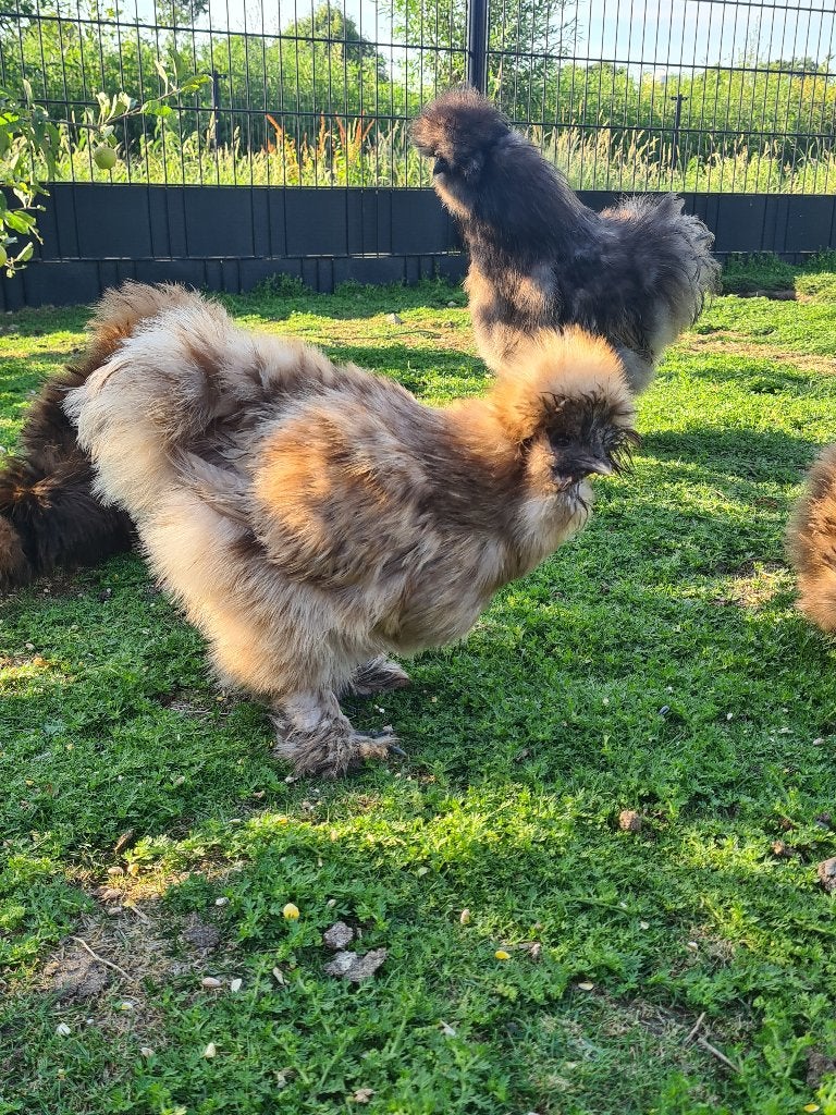 Broedeieren USA zijdenhoenders, Meerdere dieren, Kip