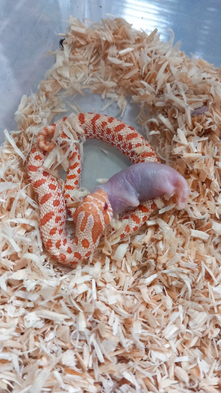 Heterodon nasicus westerlijke haakneus nk26 Hognose Snake - male for sale from Serpentum viridis