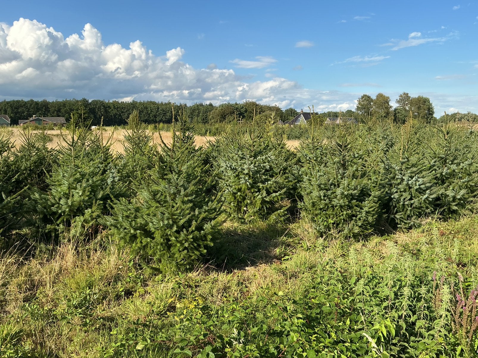 Kerstbomen Omorica., Ophalen, Overige soorten, 100 tot 250 cm