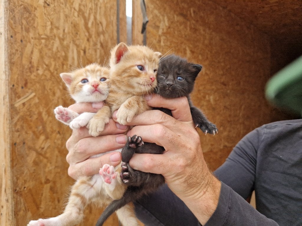 2 Schattige kittens te koop, Dieren en Toebehoren, Meerdere dieren, Kortharig, 0 tot 2 jaar