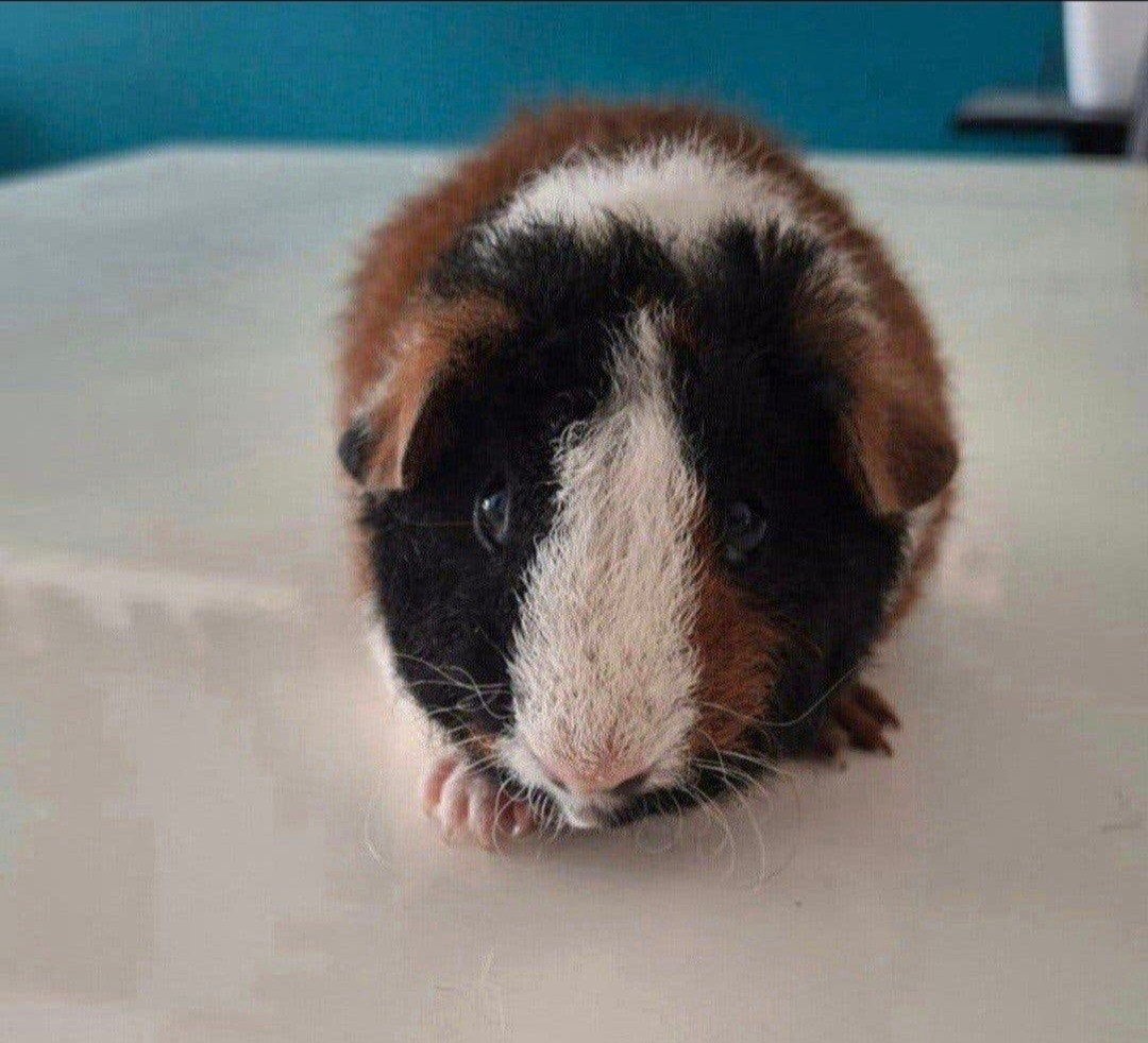 US Teddy beer, Dieren en Toebehoren, Knaagdieren, Juni, Mannelijk, Cavia