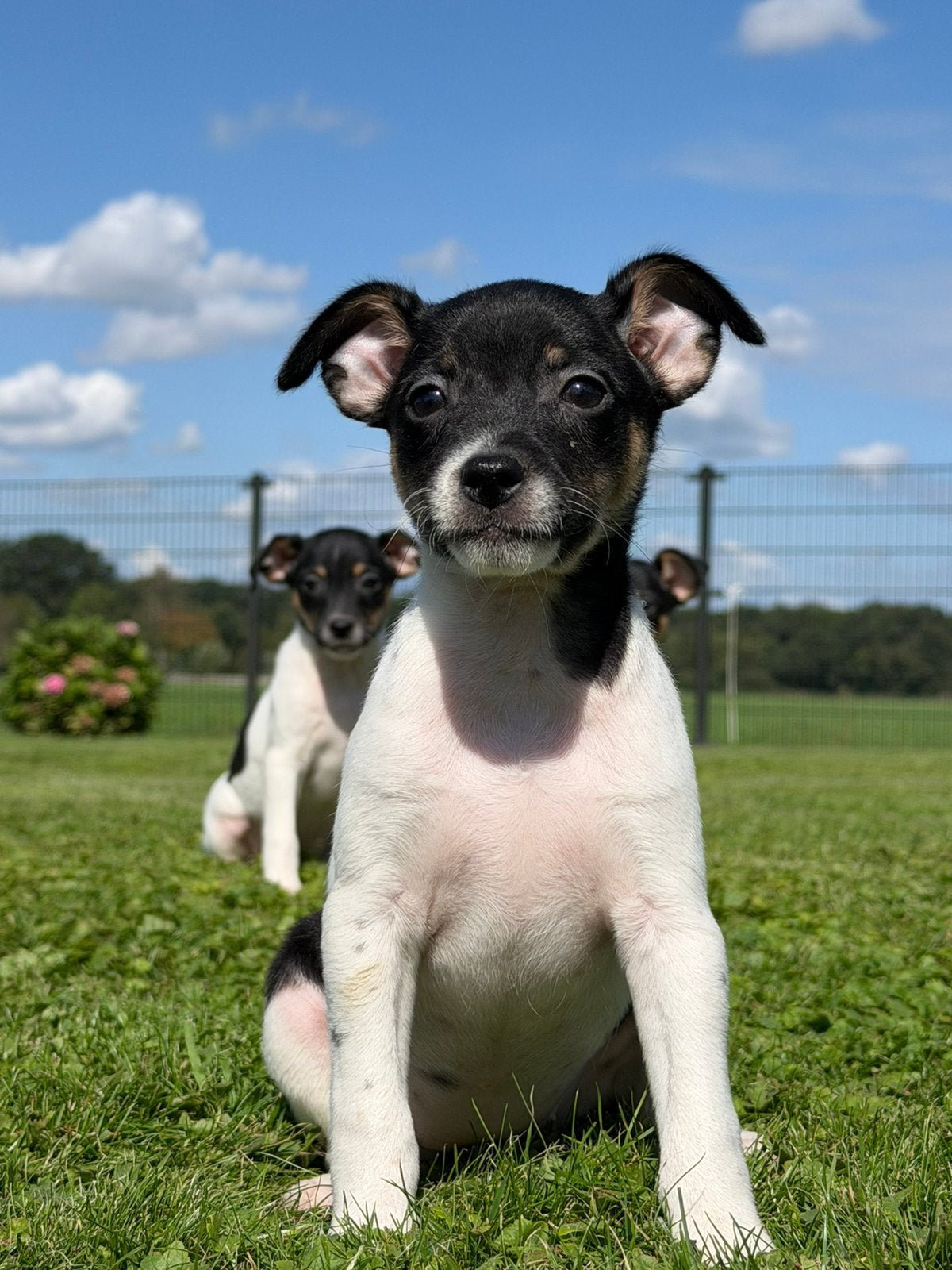 Mooie lieve en speelse boerenfox pups, Overige rassen, CDV (hondenziekte), 8 tot 15 weken, Meerdere