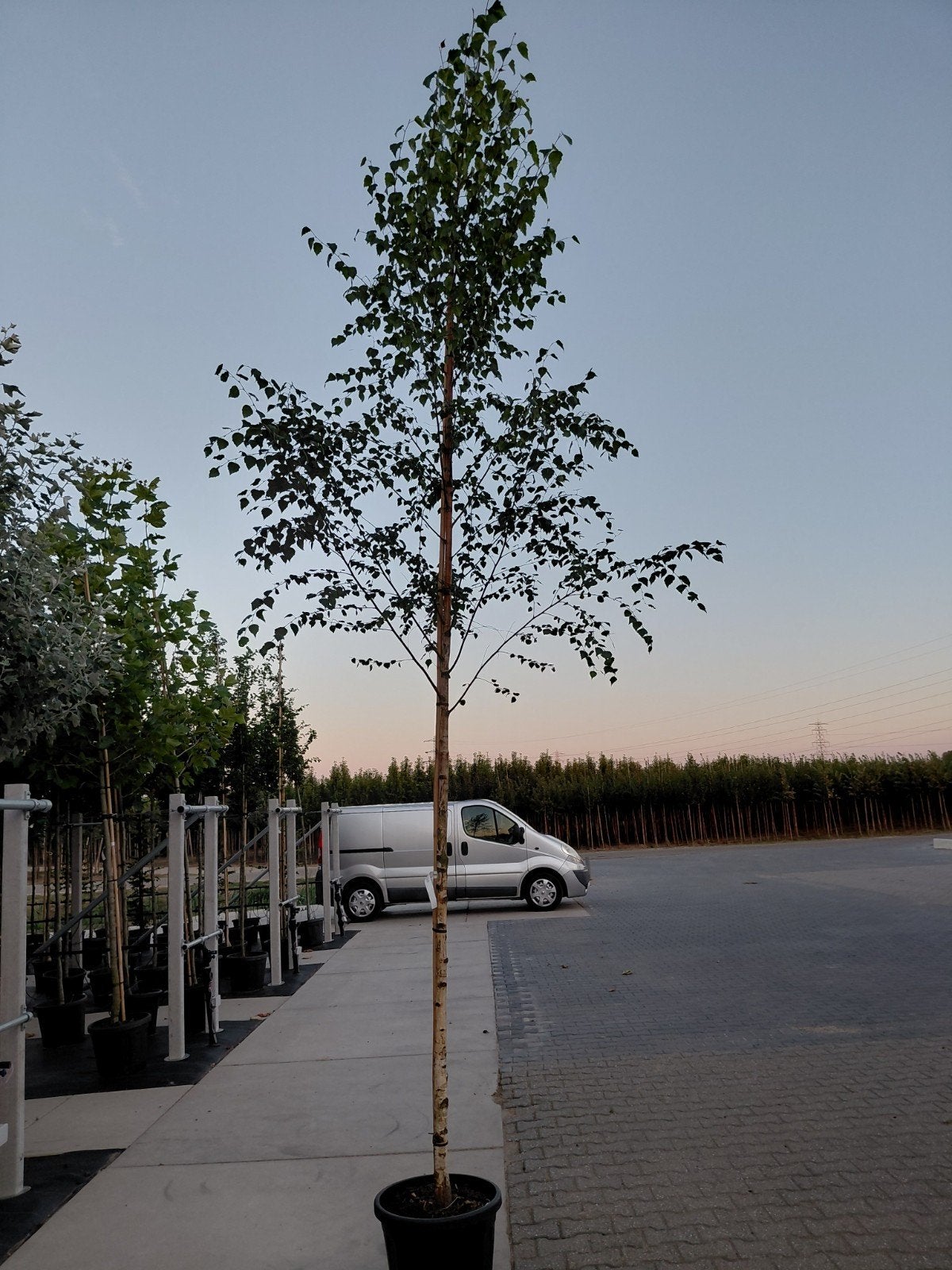 betula pendula (ruwe berk), Tuin en Terras, Bloeit niet, Overige soorten, 250 tot 400 cm, Ophalen