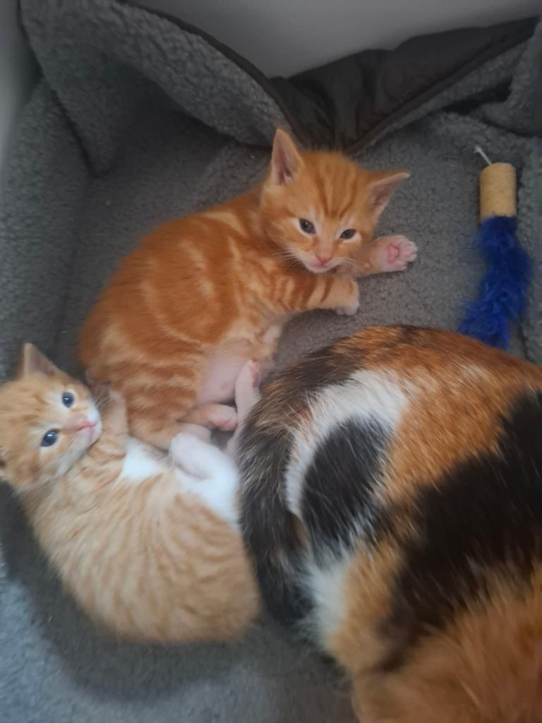 Kittens rood Kater en Poes, Meerdere dieren
