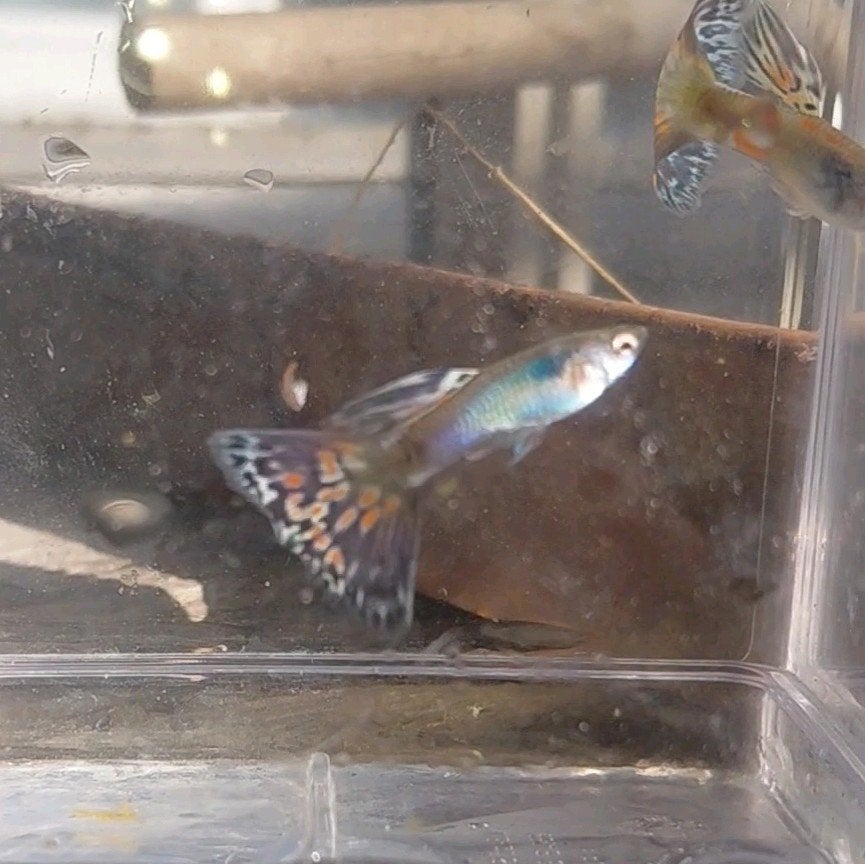 Guppy mannetjes, Dieren en Toebehoren, Vis