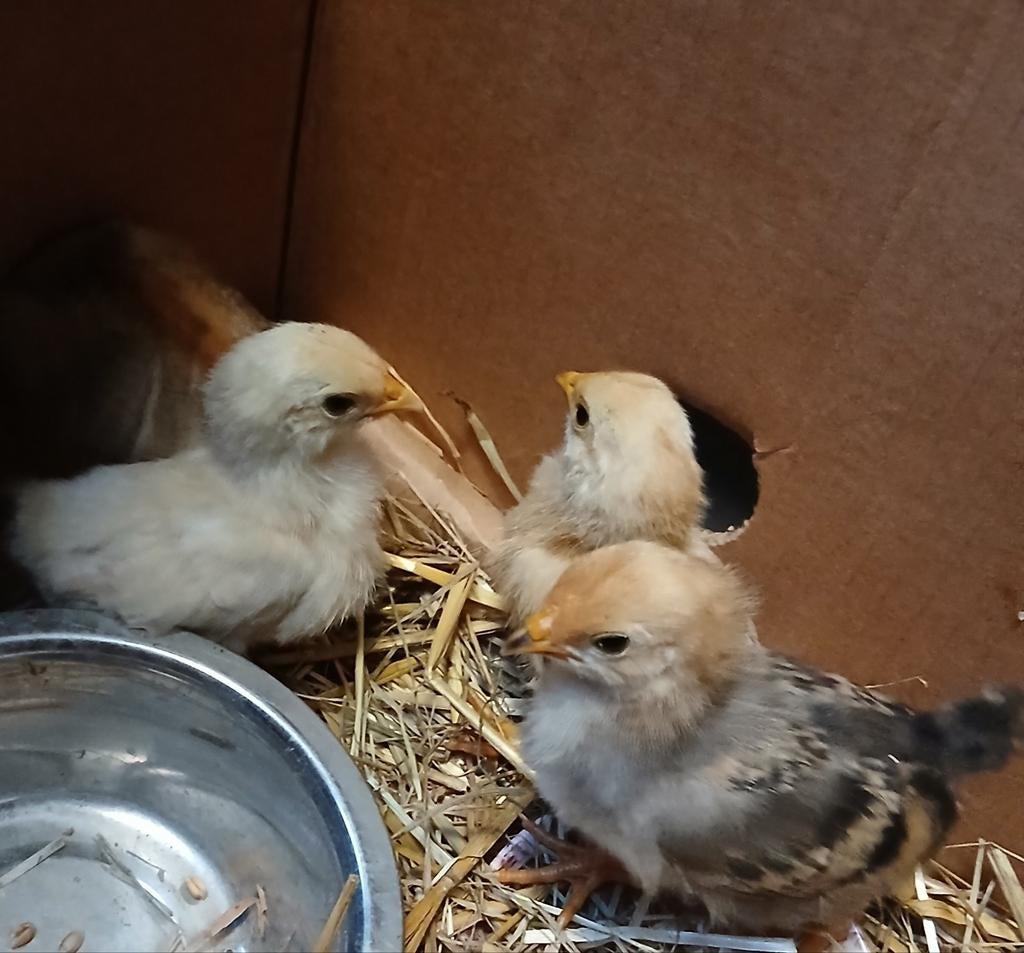 Kip met kuikens, Dieren en Toebehoren, Meerdere dieren