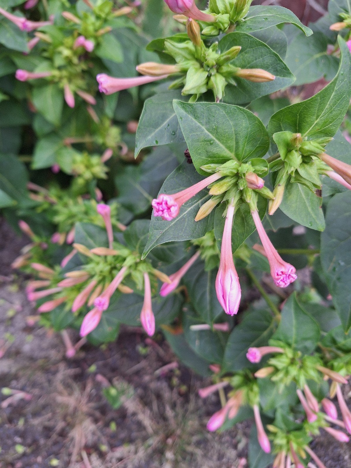 Zaden ruilen Nachtschone Wonderbloem (Mirabilis jalapa), Tuin en Terras, Ophalen of Verzenden, Najaar, Volle zon, Zaad