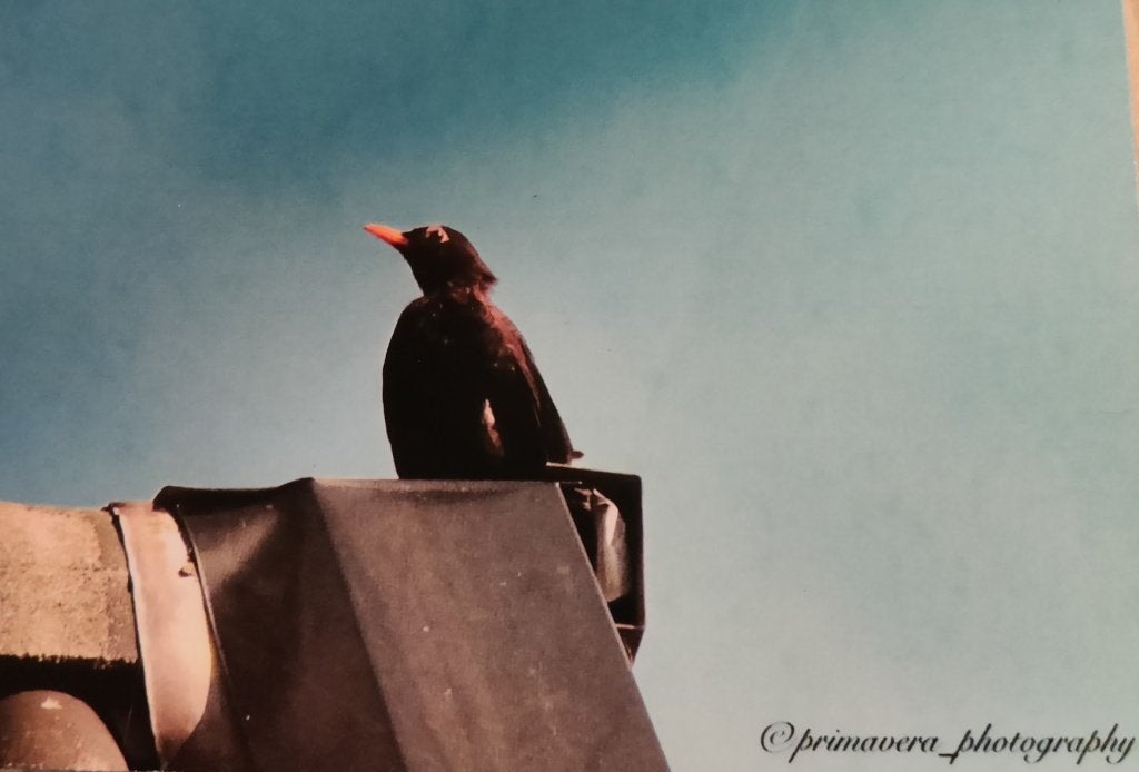 Ansichtkaart Merel op Dak, Ophalen of Verzenden, Nieuw, Dieren