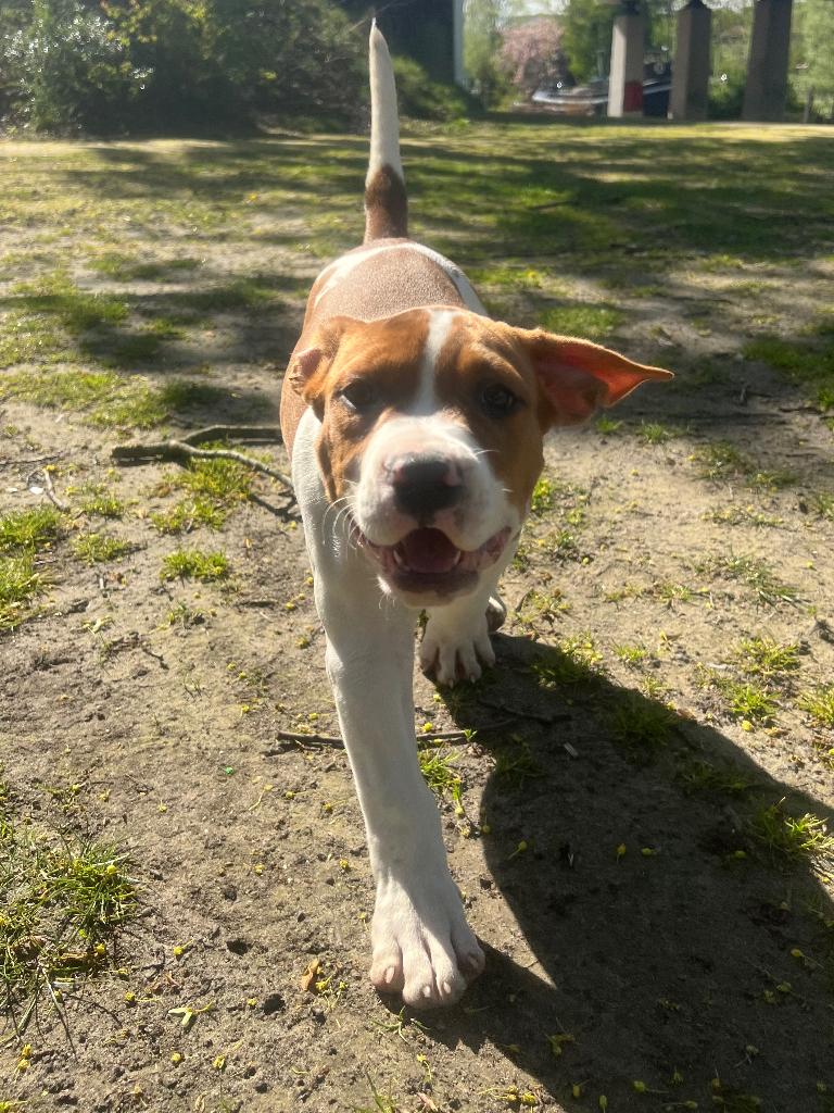 bully XL pups laatste reutje, Dieren en Toebehoren, Parvo, 8 tot 15 weken, Bulldog, Meerdere