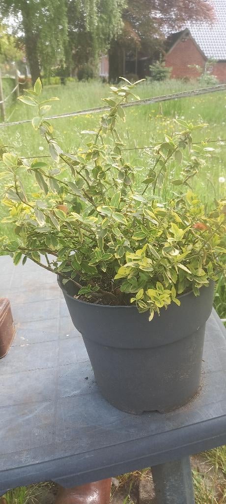 Struik Euonymus of Kardinaalsmuts, Ophalen, Overige soorten, Struik, Minder dan 100 cm