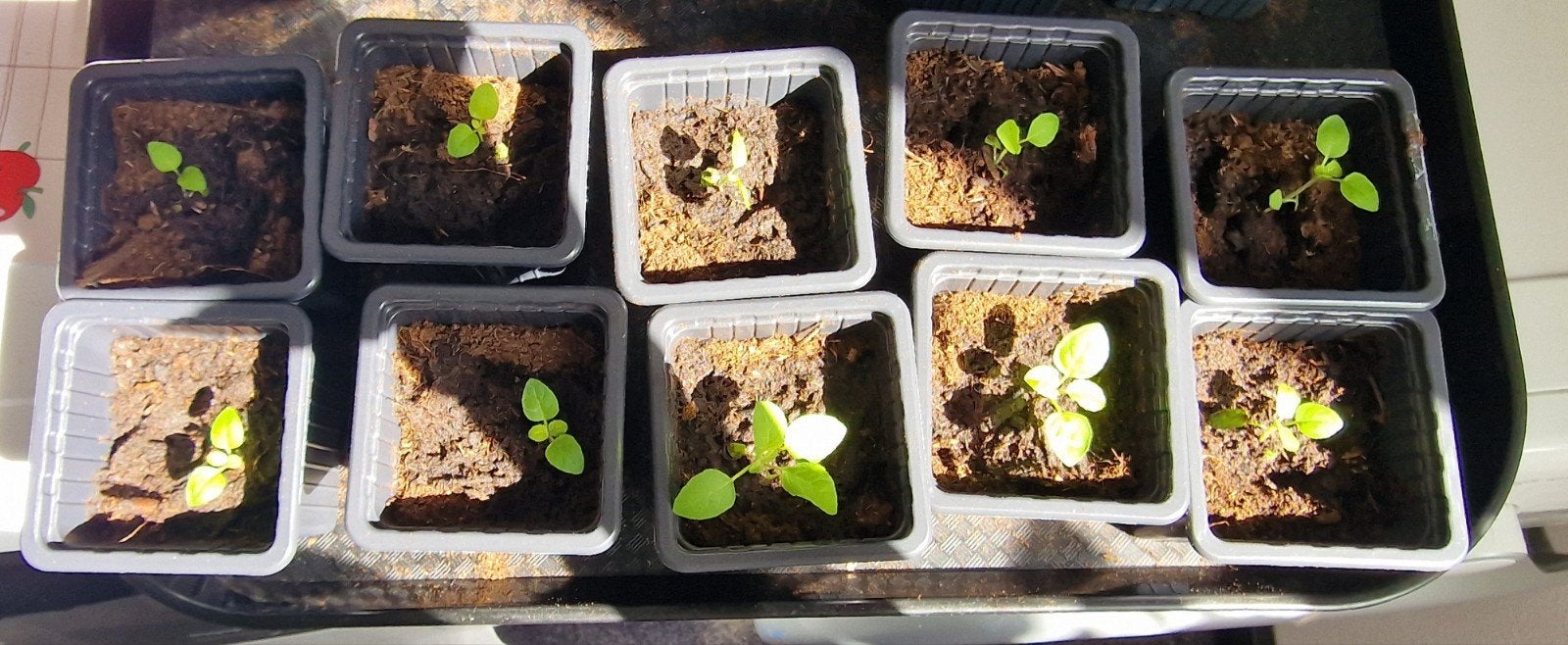 Tulsi plantjes, Ophalen, Volle zon, Eenjarig, Kruiden