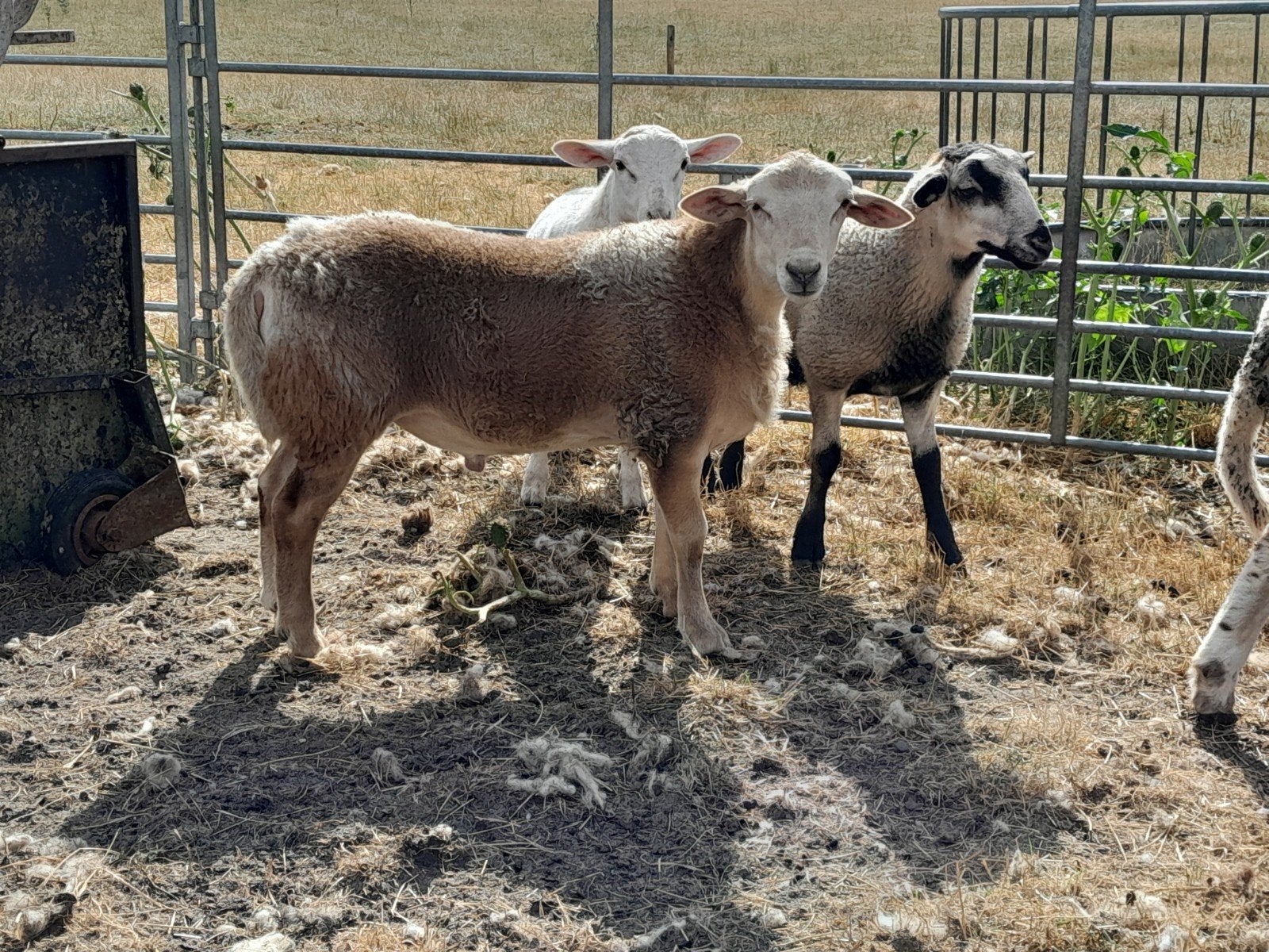 ramlammeren, Mannelijk, Schaap