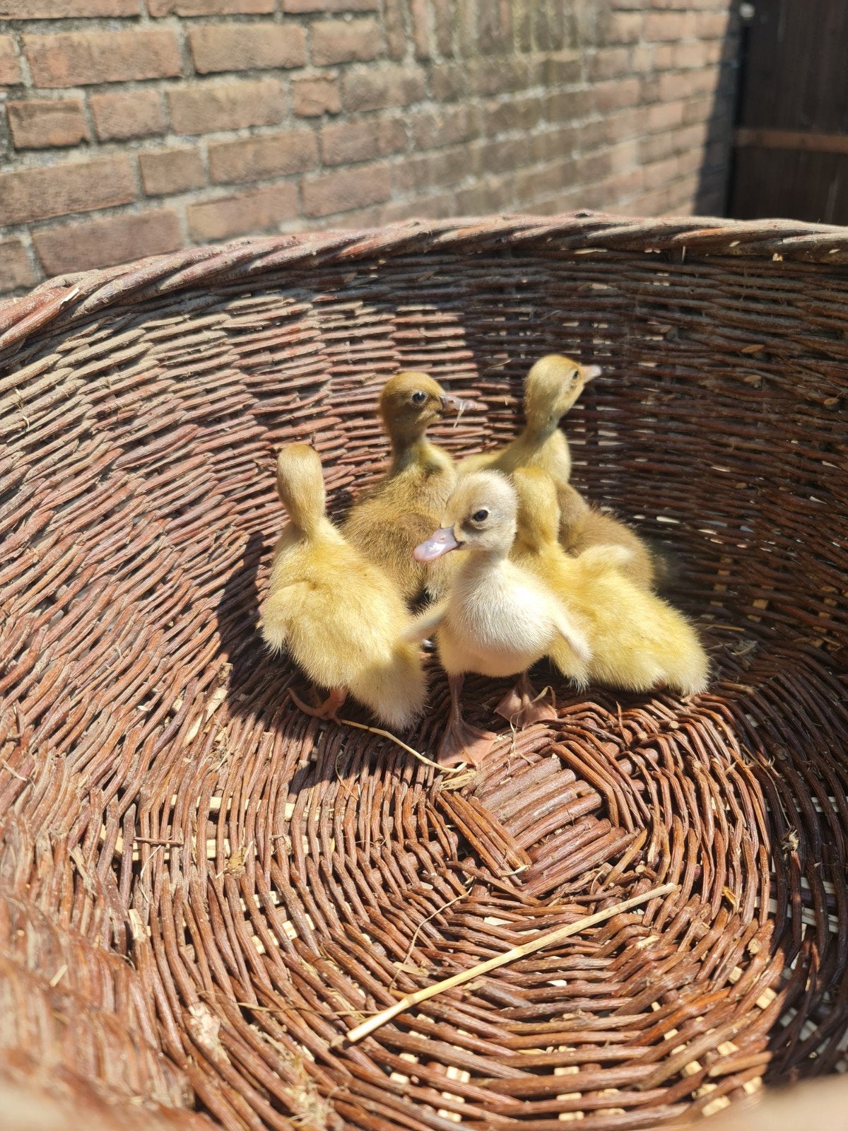 Jonge eendjes kruising loopeenden, Dieren en Toebehoren, Pluimvee, Meerdere dieren, Eend