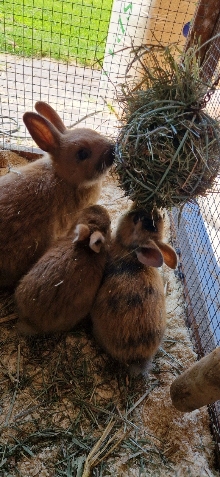 konijnen, Dieren en Toebehoren, Konijnen, Meerdere dieren