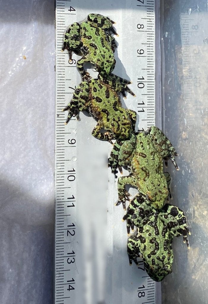 Bombina orientalis_Koreaanse vuurbuikpad, Dieren en Toebehoren, Reptielen en Amfibieën, Amfibie, 0 tot 2 jaar