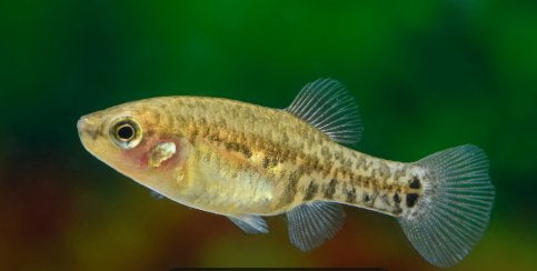 zoogoneticus tequila/aquarium vis, Vis, Zoetwatervis