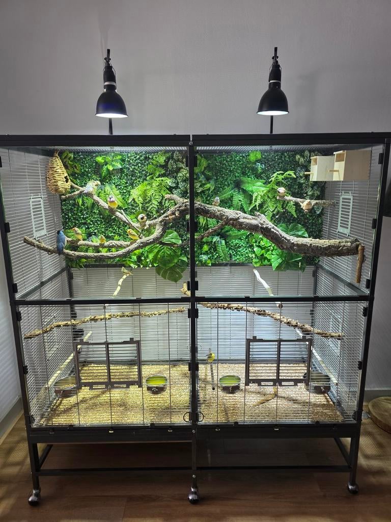 Tropen vogels, voliere., Dieren en Toebehoren, Ophalen, 110 cm of meer, Overige typen, 90 cm of meer
