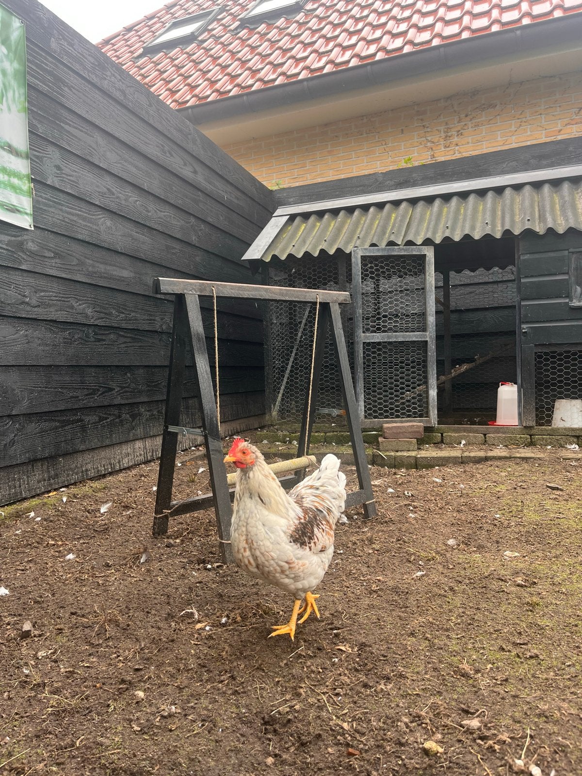Haan(barnevelder dubbel gezoomd), Mannelijk, Kip