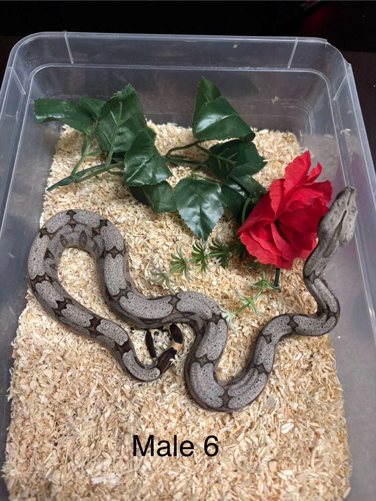Baby amarali boa ‘26 Boa Constrictor photo 7