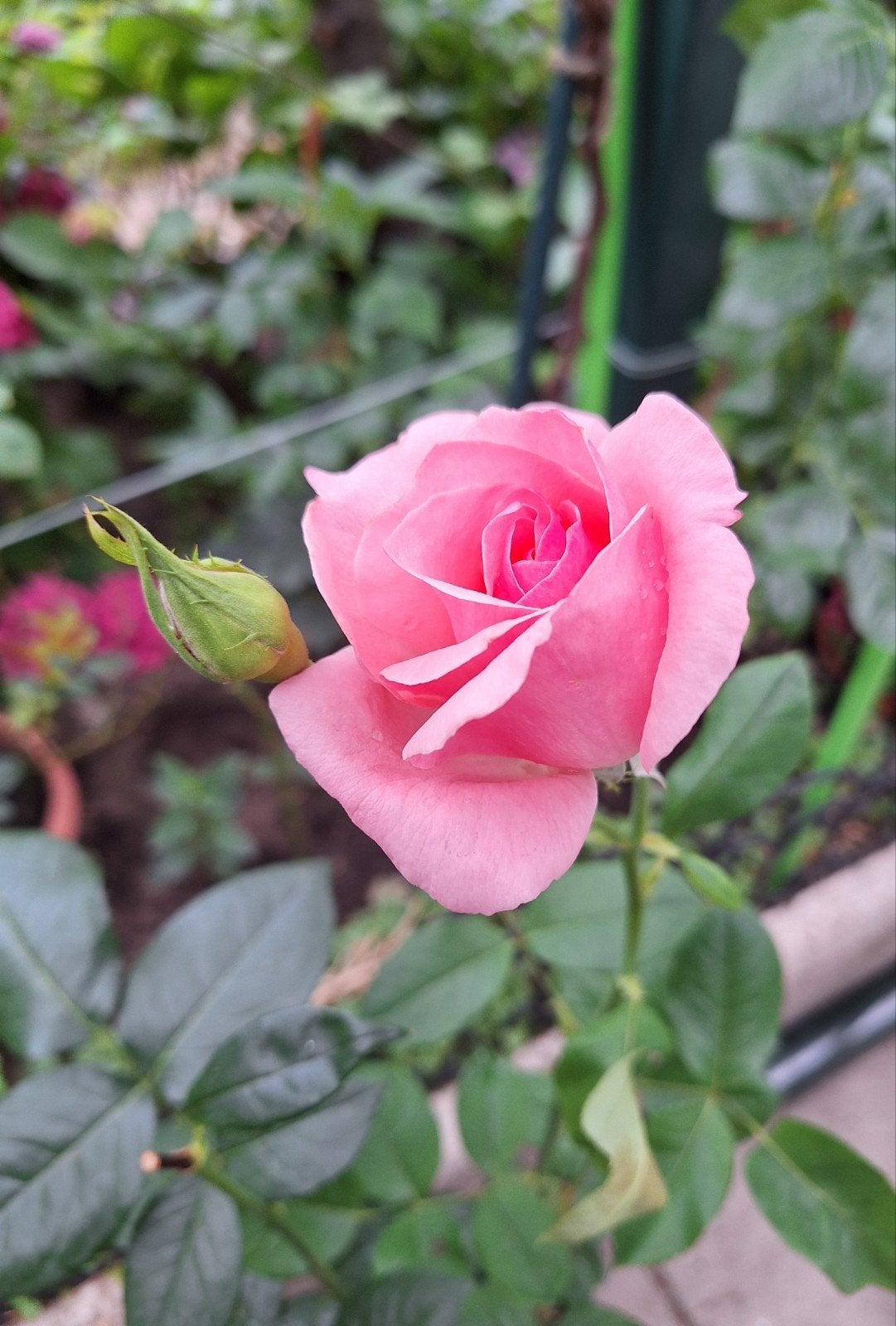 Rozenplant met prachtige roze bloemen, Tuin en Terras, Ophalen
