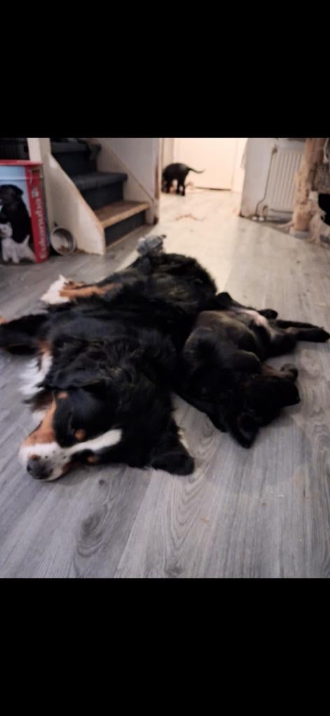 BOULAB PUPS!, Parvo, 8 tot 15 weken, Labrador retriever, Meerdere