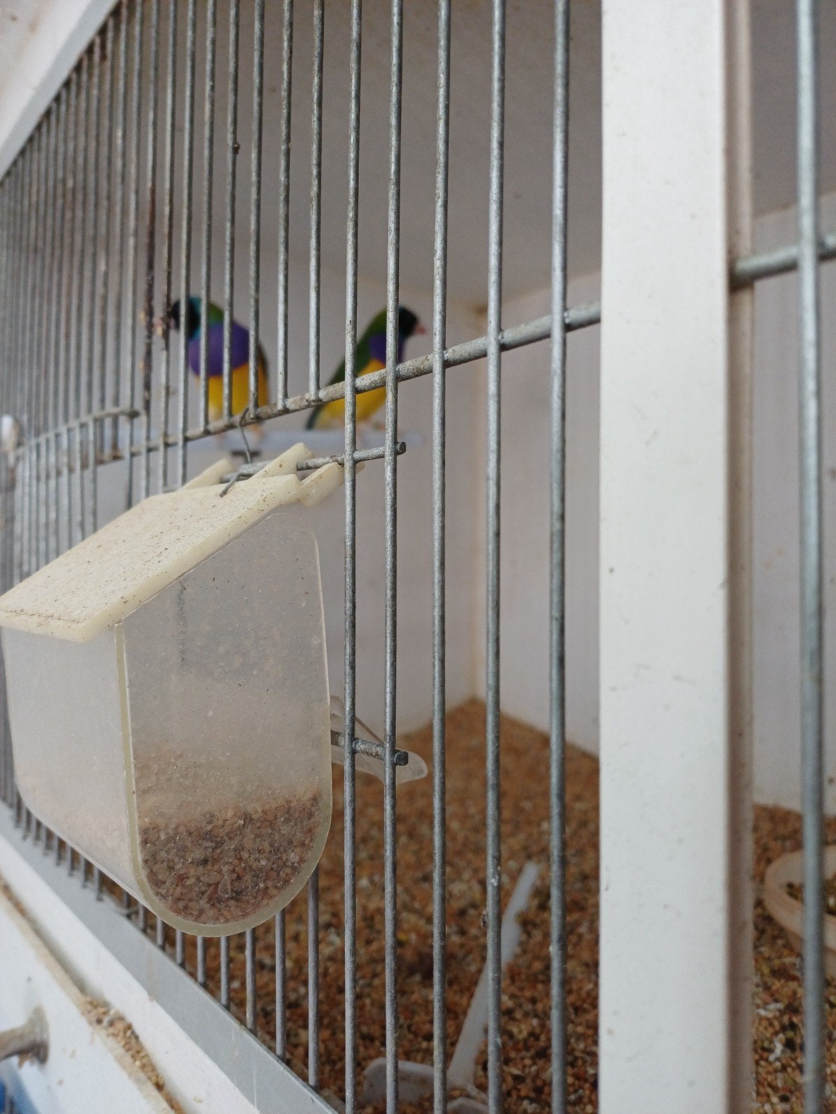 gouldamadines..koppel nachtegalen...raza espanol kanaries, Dieren en Toebehoren, Ophalen, Overige typen