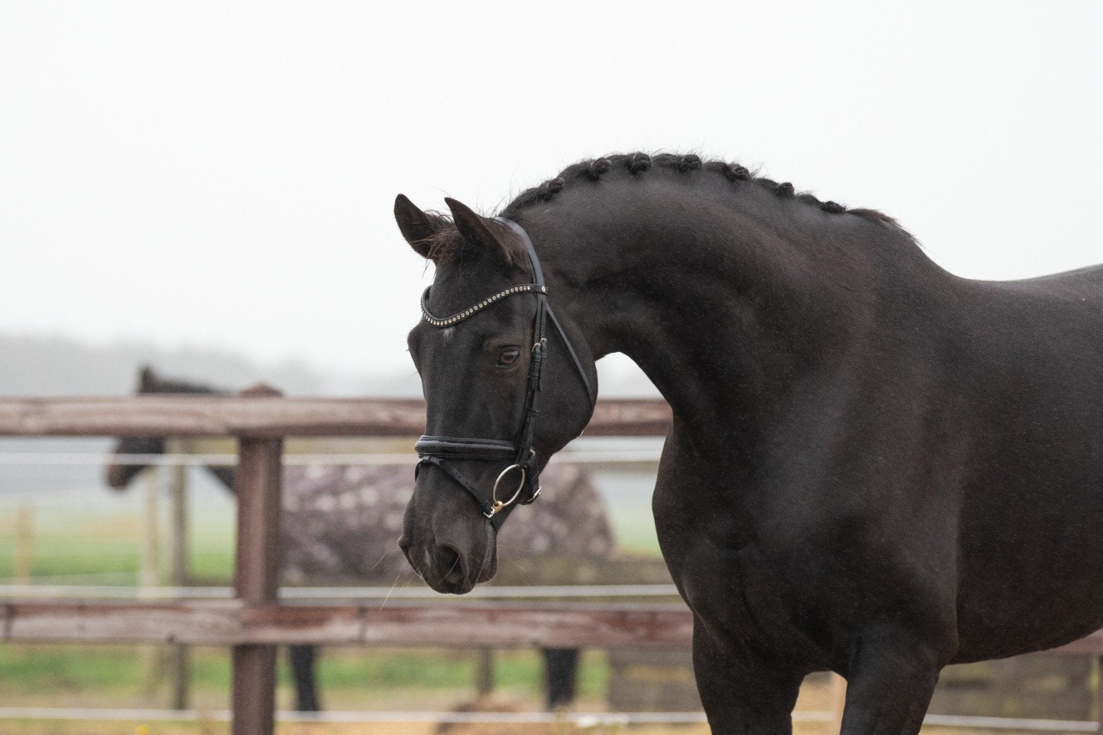 chique talentvolle dressuur merrie, Dieren en Toebehoren, Merrie, Met stamboom, M, Dressuurpaard