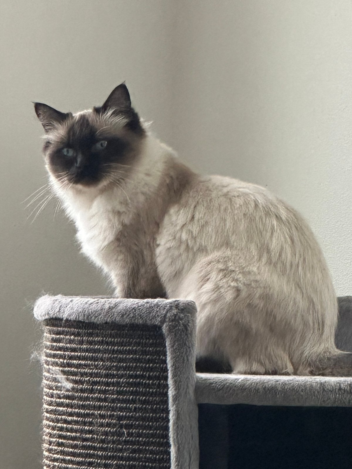 Lieve Ragdoll fok poes met stamboom