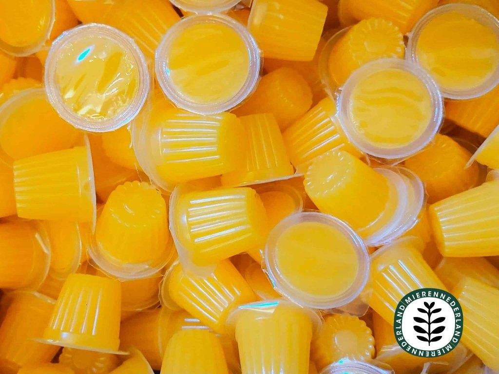 BEETLE JELLY I PROTEINE JELLY I MIEREN VOEDING I INSECTEN, Dieren en Toebehoren, Insecten en Spinnen, Overige soorten