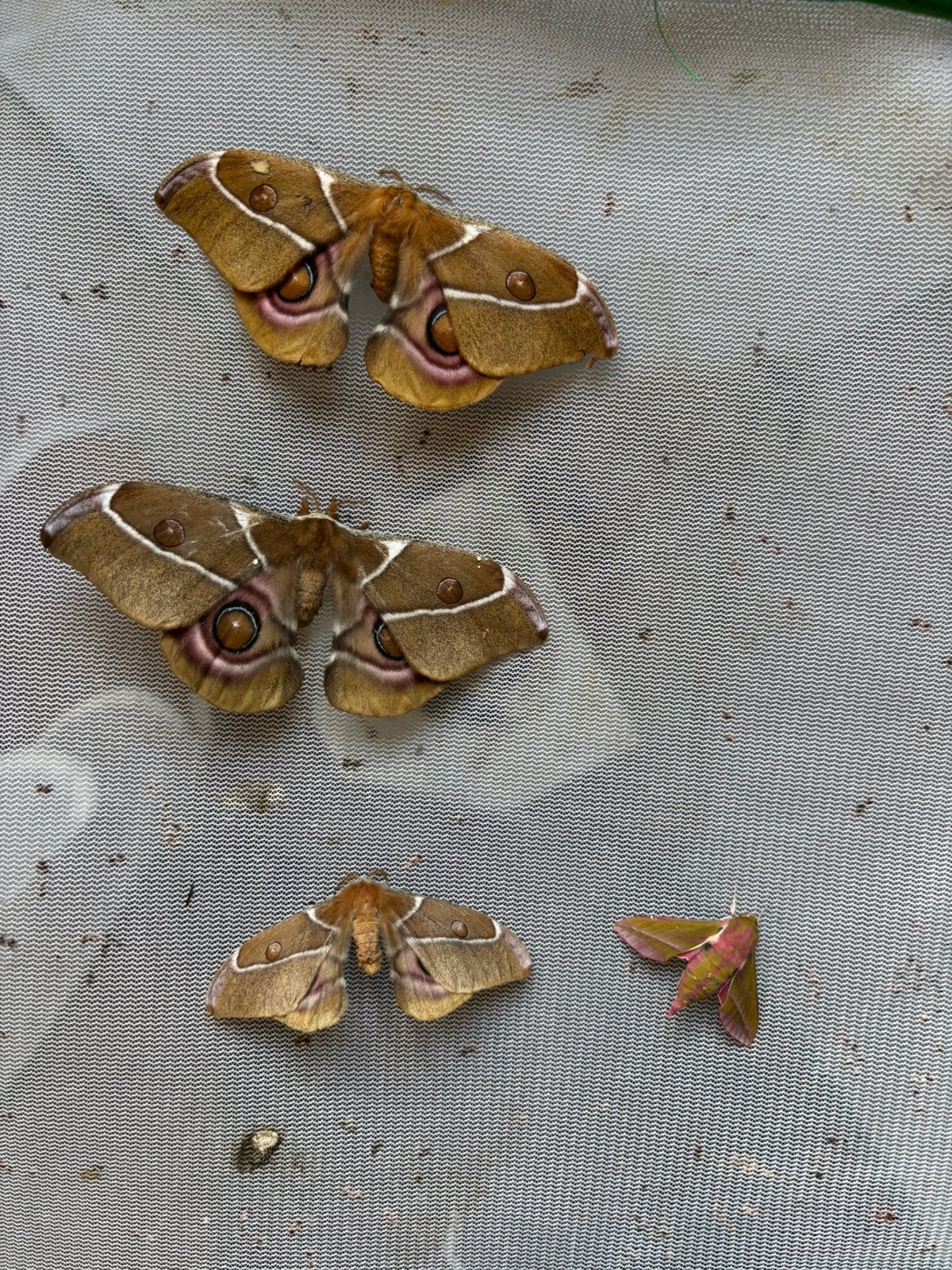 Dode A. Suraka en D. Elpenor voor opzetten, Dieren en Toebehoren, Insecten en Spinnen, Vlinders of Rupsen