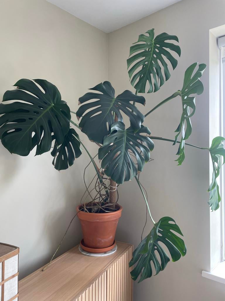 Grote Monstera Deliciosa - Kamerplant, Ophalen, Overige soorten, Halfschaduw, In pot
