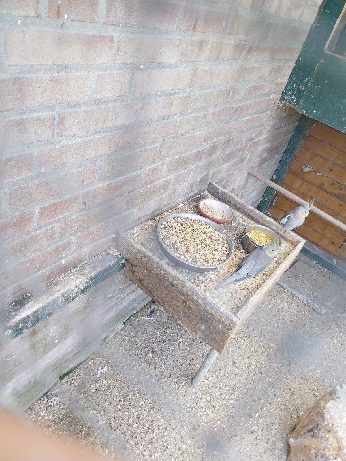te koop  jonge valkparkieten, Meerdere dieren, Parkiet
