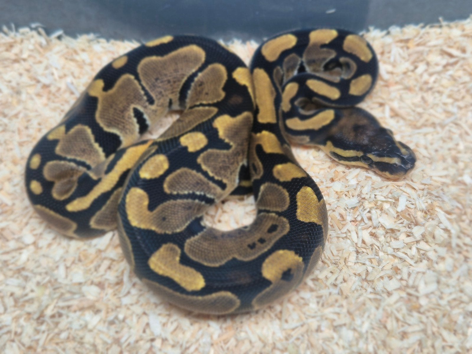 python regius / ballpython nakweek 2026 Ball Python photo 2