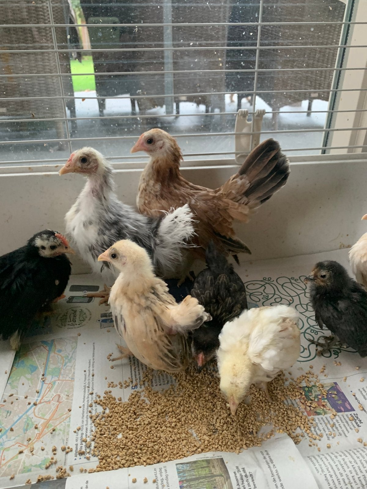 Raszuivere Serama kipjes vanaf 15 euro gladveer en zijde, Dieren en Toebehoren, Meerdere dieren, Kip